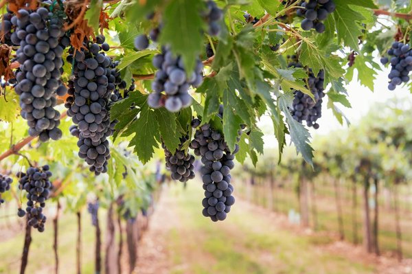 Comment découvrir les traditions de la vinification en Afrique du Sud?